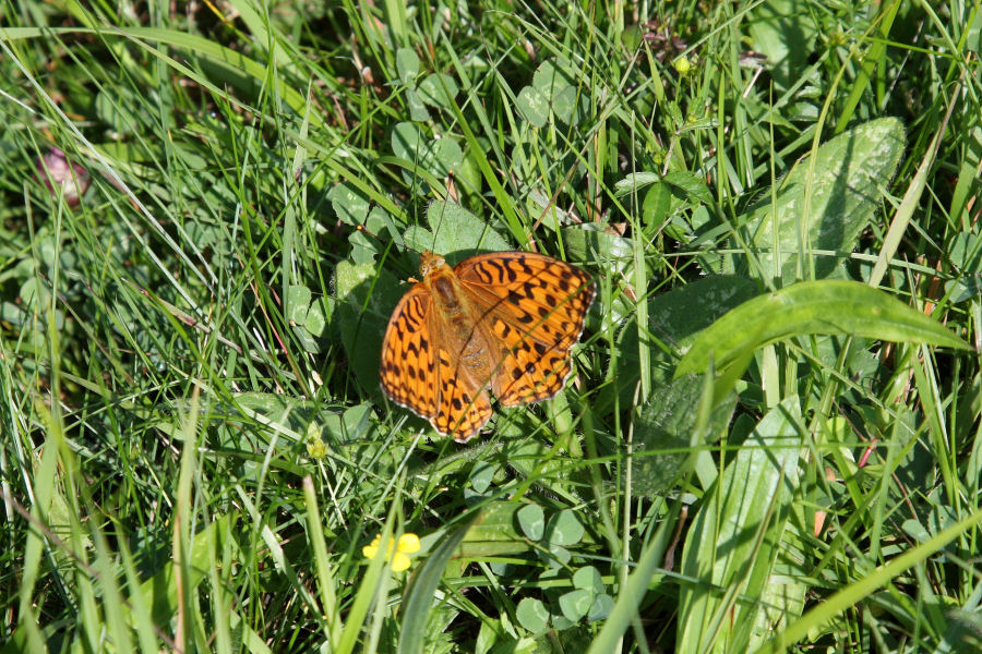 id. Argynnis